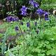 Aquilegia vulgaris 