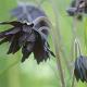 Aquilegia v. 'Black Barlow' 