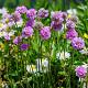 Armeria mar. 'Rosea' 