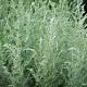 Artemisia lud. 'Silver Queen' 