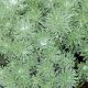 Artemisia schmidtiana 'Nana' 