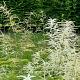 Aruncus aethusifolius 