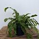Asplenium scolopendrium 