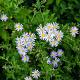 Aster ageratoides 'Asran' 