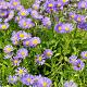 Aster alpinus 