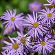 Aster amellus 'Rudolf Goethe' 