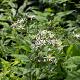 Aster divaricatus 