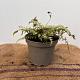 Athyrium niponicum 'Metallicum' 