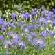 Aster macrophyllus 'Twilight' 