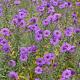 Aster n.-a. 'Purple Dome' 