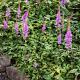 Astilbe chinensis 'Pumila' 