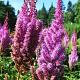 Astilbe chinensis 'Superba' 