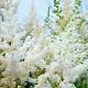 Astilbe (A) 'Brautschleier' 