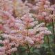 Astilbe (J) 'Europa' 