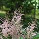 Astilbe (S) 'Sprite' 