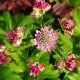 Astrantia maj. 'Lars' 