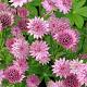 Astrantia maj. 'Roma' 