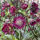 Astrantia maj. 'Ruby Wedding' 