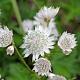 Astrantia major 'Snow star' 