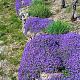 Aubrieta 'Cascade Blue' 
