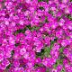 Aubrieta 'Cascade Red' 