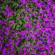 Aubrieta 'Hamburger Stadtpark' 