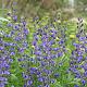 Baptisia australis 