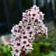 Bergenia 'Silberlicht' 