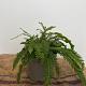 Blechnum spicant 