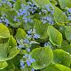 Brunnera macrophylla 