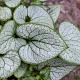 Brunnera mac. 'Sea Heart' 
