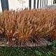 Calamagrostis brachytricha 