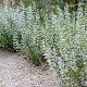 Calamintha n. nepeta 
