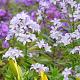 Campanula lact. 'Loddon Anna' 