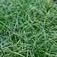 Carex morrowii 'Variegata' 