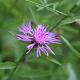 Centaurea dealbata 