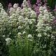 Centranthus ruber 'Albus' 