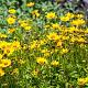 Coreopsis lanceolata 'Sterntaler' 