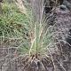 Cortaderia sell. 'Pumila' 