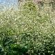 Crambe cordifolia 