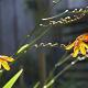 Crocosmia 'Emily McKenzie' 
