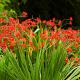 Crocosmia 'Lucifer' 
