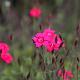 Dianthus delt. 'Brilliant' 