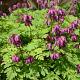 Dicentra formosa 'Luxuriant' 