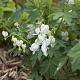 Dicentra spectabilis 'Alba' 