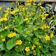 Doronicum orientale 