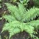 Dryopteris affinis 