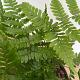 Dryopteris erythrosora 