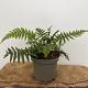 Dryopteris wallichiana 
