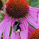 Echinacea pallida 